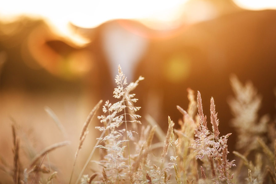 Krave pasu u prirodi